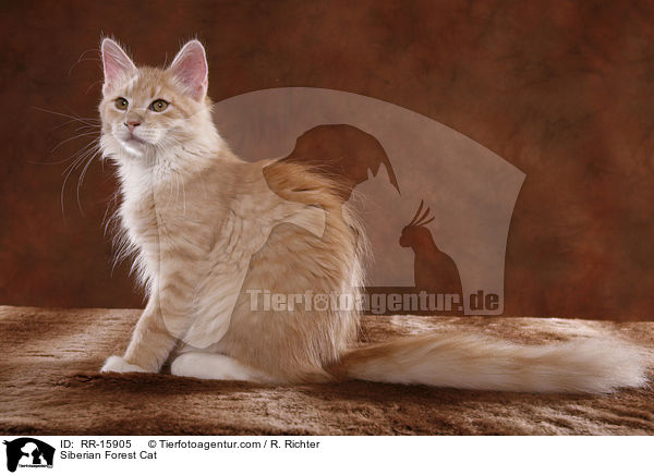 Sibirische Katze / Siberian Forest Cat / RR-15905