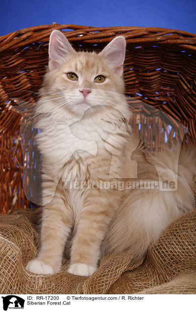 Sibirische Katze / Siberian Forest Cat / RR-17200