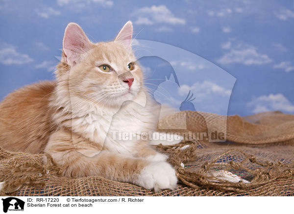 Sibirische Katze am Strand / Siberian Forest cat on beach / RR-17220