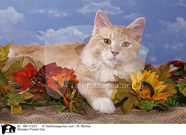 Sibirische Katze / Siberian Forest Cat / RR-17257