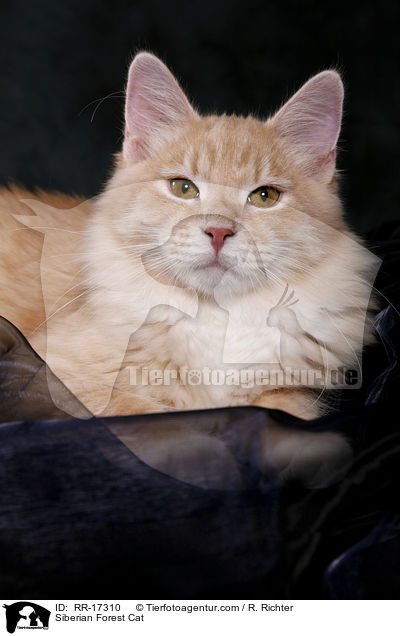 Sibirische Katze / Siberian Forest Cat / RR-17310