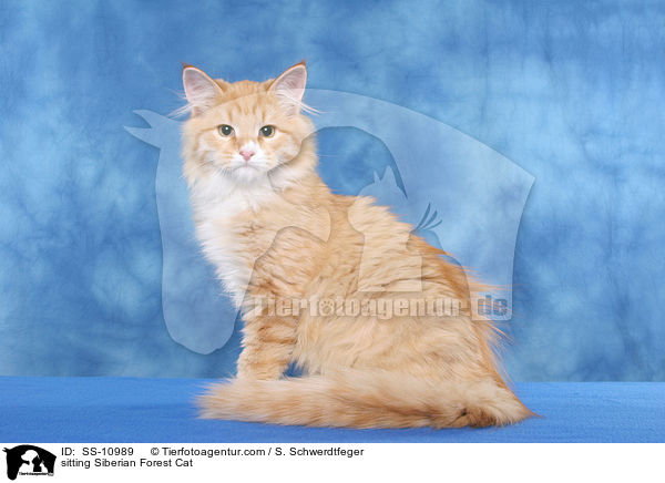 sitting Siberian Forest Cat / SS-10989