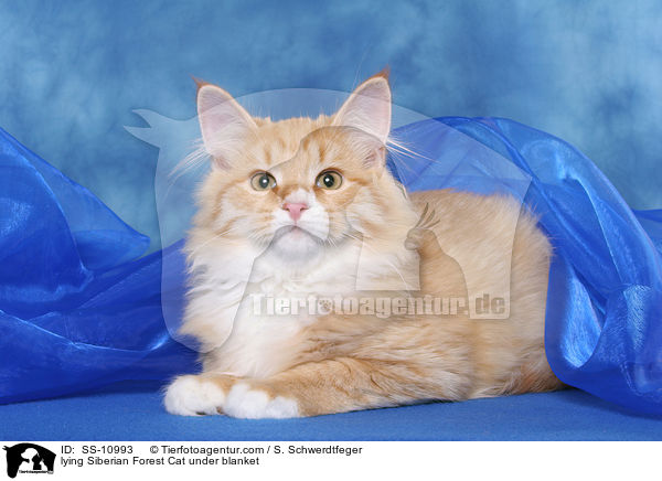lying Siberian Forest Cat under blanket / SS-10993