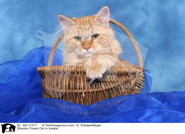 Siberian Forest Cat in basket / SS-11017