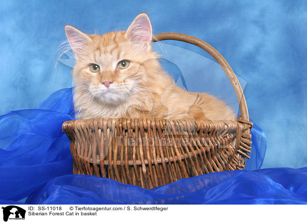 Sibirische Katze in Krbchen / Siberian Forest Cat in basket / SS-11018