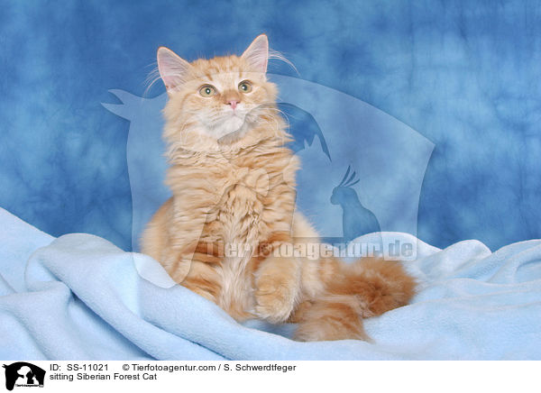 sitting Siberian Forest Cat / SS-11021