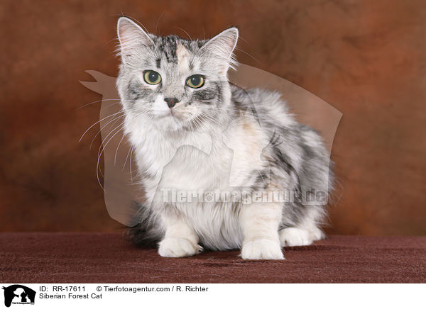 Sibirische Katze / Siberian Forest Cat / RR-17611