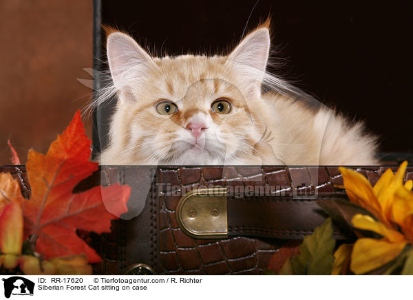 Sibirische Katze sitzend in Koffer / Siberian Forest Cat sitting on case / RR-17620