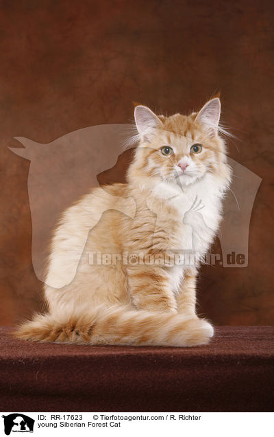 young Siberian Forest Cat / RR-17623