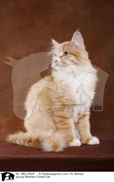 young Siberian Forest Cat / RR-17625
