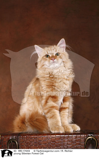 junger Sibirischer Kater / young Siberian Forest Cat / RR-17649