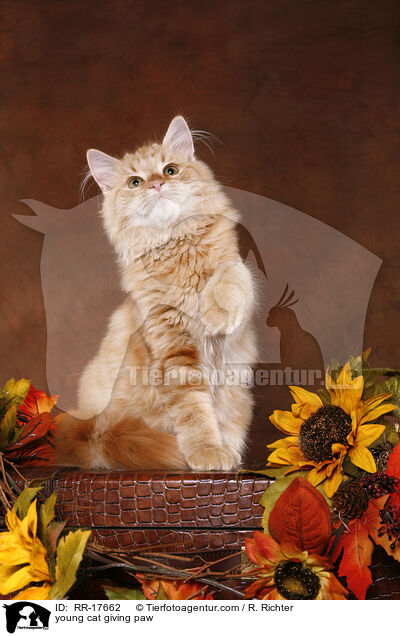 junge Katze hebt Pftchen / young cat giving paw / RR-17662