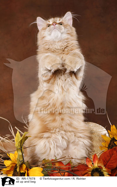 Mnnchen machen / sit up and beg / RR-17678