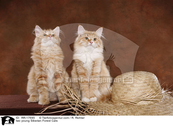 zwei junge Sibirische Katzen / two young Siberian Forest Cats / RR-17690