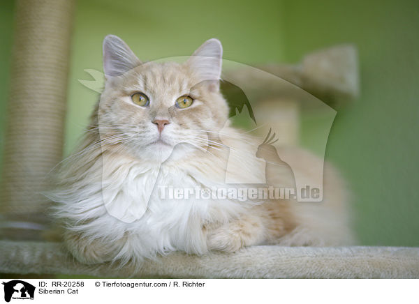 Sibirische Katze / Siberian Cat / RR-20258
