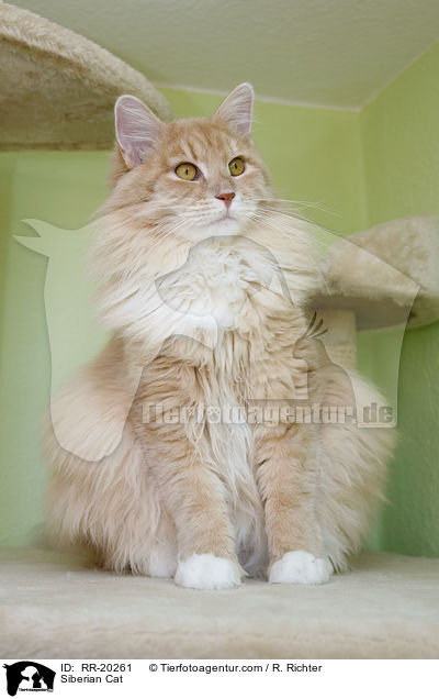 Sibirische Katze / Siberian Cat / RR-20261