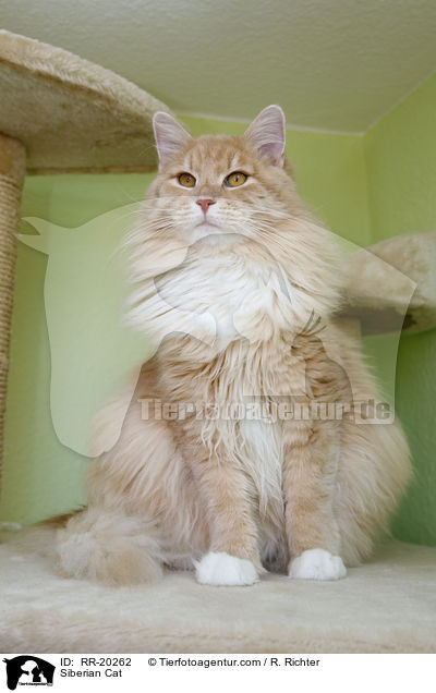 Sibirische Katze / Siberian Cat / RR-20262