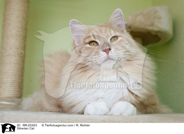 Sibirische Katze / Siberian Cat / RR-20263
