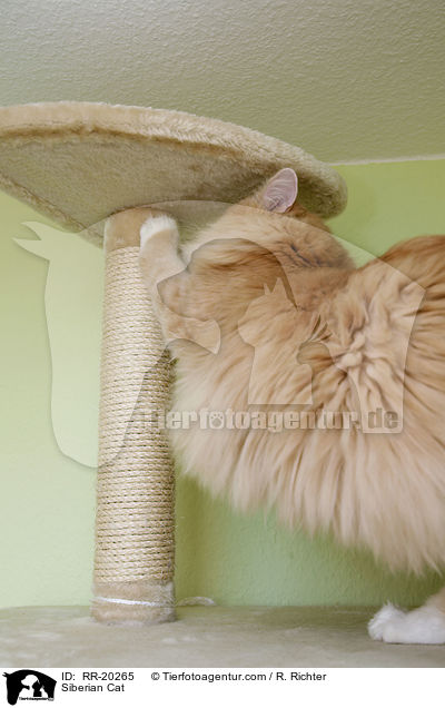 Sibirische Katze / Siberian Cat / RR-20265