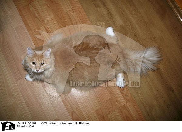 Sibirische Katze / Siberian Cat / RR-20268