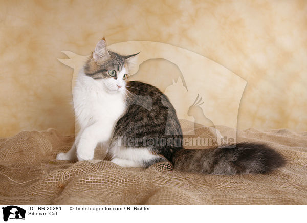 Sibirische Katze / Siberian Cat / RR-20281