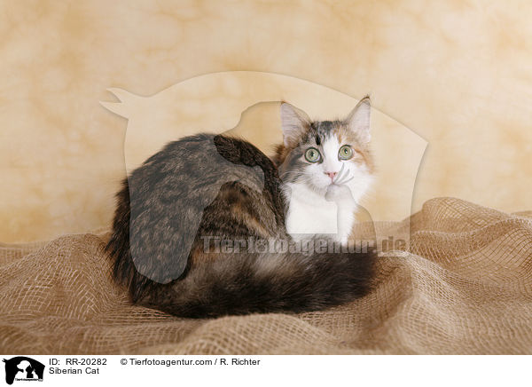 Sibirische Katze / Siberian Cat / RR-20282
