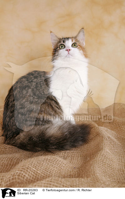 Sibirische Katze / Siberian Cat / RR-20283