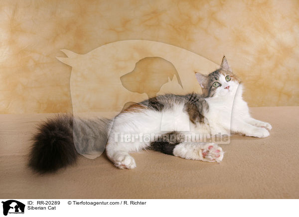 Sibirische Katze / Siberian Cat / RR-20289