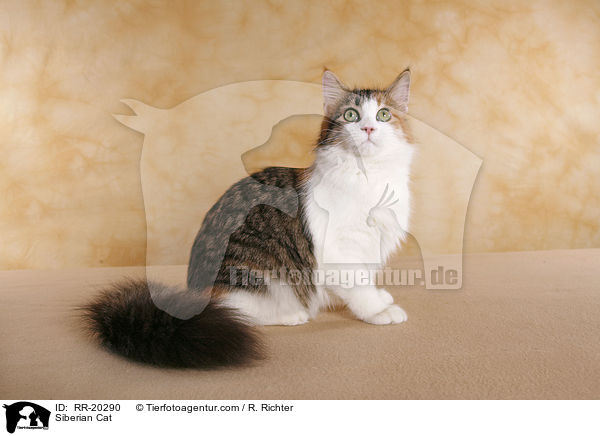 Sibirische Katze / Siberian Cat / RR-20290