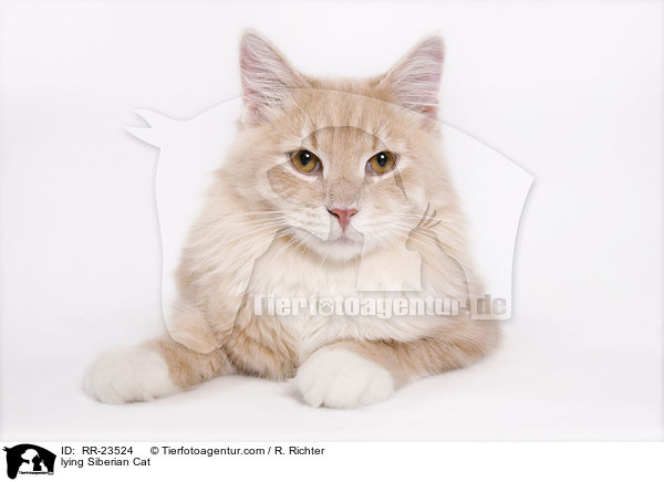 liegende Sibirische Katze / lying Siberian Cat / RR-23524