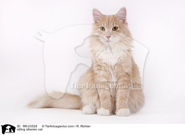 sitzende Sibirische Katze / sitting siberian cat / RR-23528