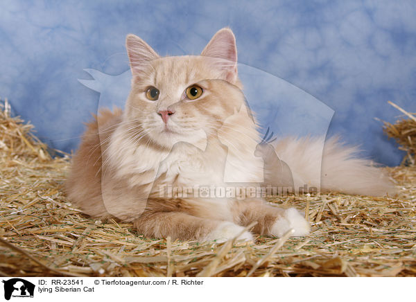 liegende Sibirische Katze / lying Siberian Cat / RR-23541
