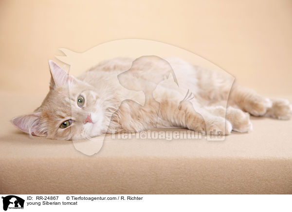 junger Sibirischer Kater / young Siberian tomcat / RR-24867