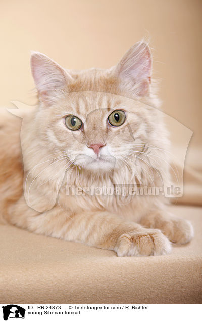 junger Sibirischer Kater / young Siberian tomcat / RR-24873