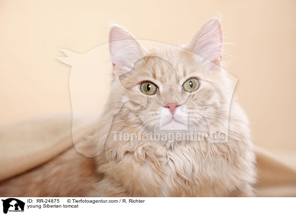 junger Sibirischer Kater / young Siberian tomcat / RR-24875