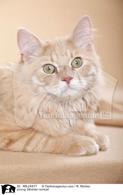 junger Sibirischer Kater / young Siberian tomcat / RR-24877