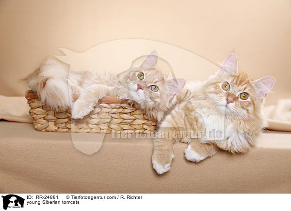 junge Sibirischer Kater / young Siberian tomcats / RR-24881