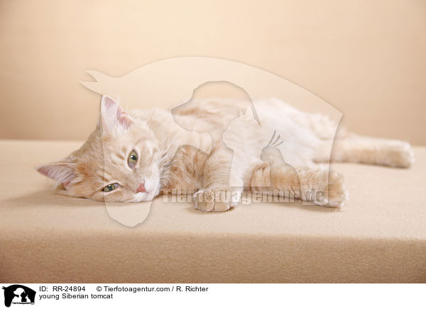 junger Sibirischer Kater / young Siberian tomcat / RR-24894