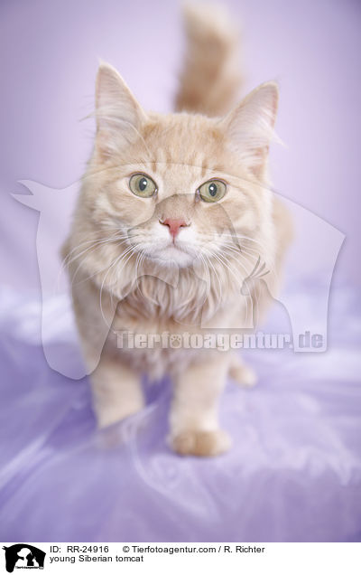 junger Sibirischer Kater / young Siberian tomcat / RR-24916