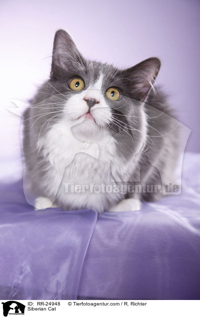 Sibirische Katze / Siberian Cat / RR-24948