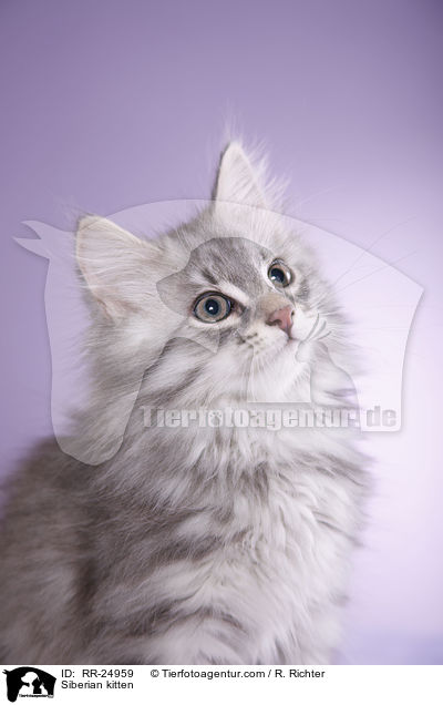 Sibirisches Ktzchen / Siberian kitten / RR-24959