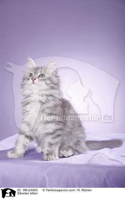Sibirisches Ktzchen / Siberian kitten / RR-24963