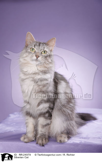 Sibirische Katze / Siberian Cat / RR-24979