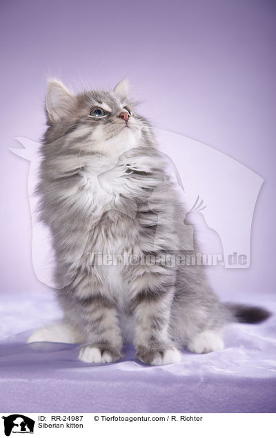 Sibirisches Ktzchen / Siberian kitten / RR-24987