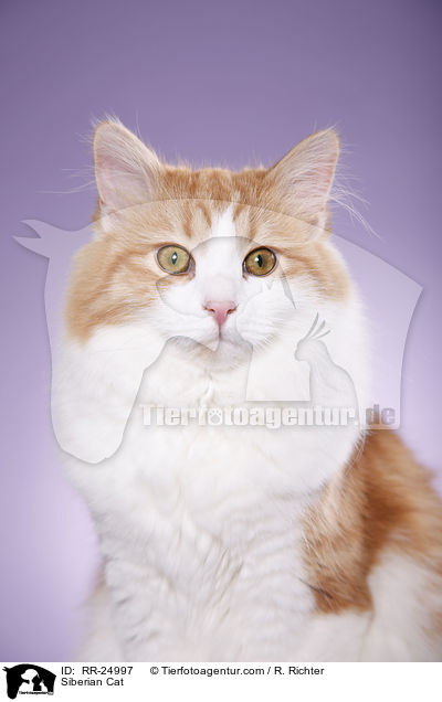 Siberian Cat / RR-24997