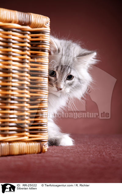 Sibirisches Ktzchen / Siberian kitten / RR-25022