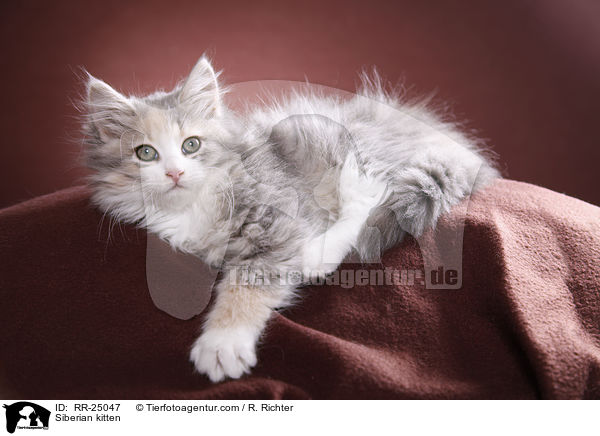 Sibirisches Ktzchen / Siberian kitten / RR-25047