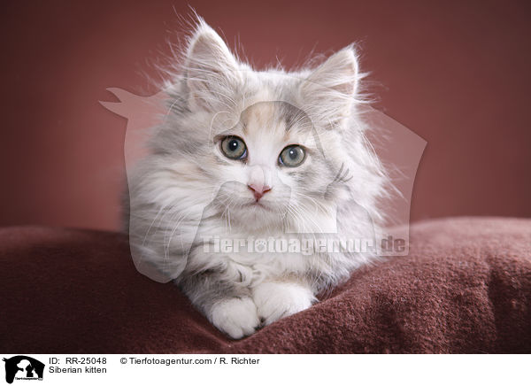 Sibirisches Ktzchen / Siberian kitten / RR-25048