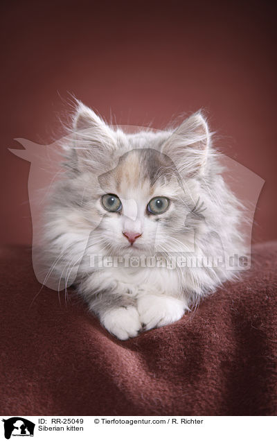 Sibirisches Ktzchen / Siberian kitten / RR-25049