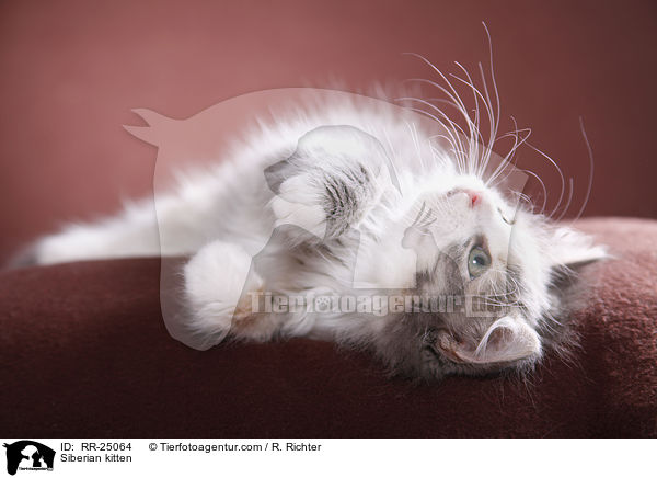 Sibirisches Ktzchen / Siberian kitten / RR-25064